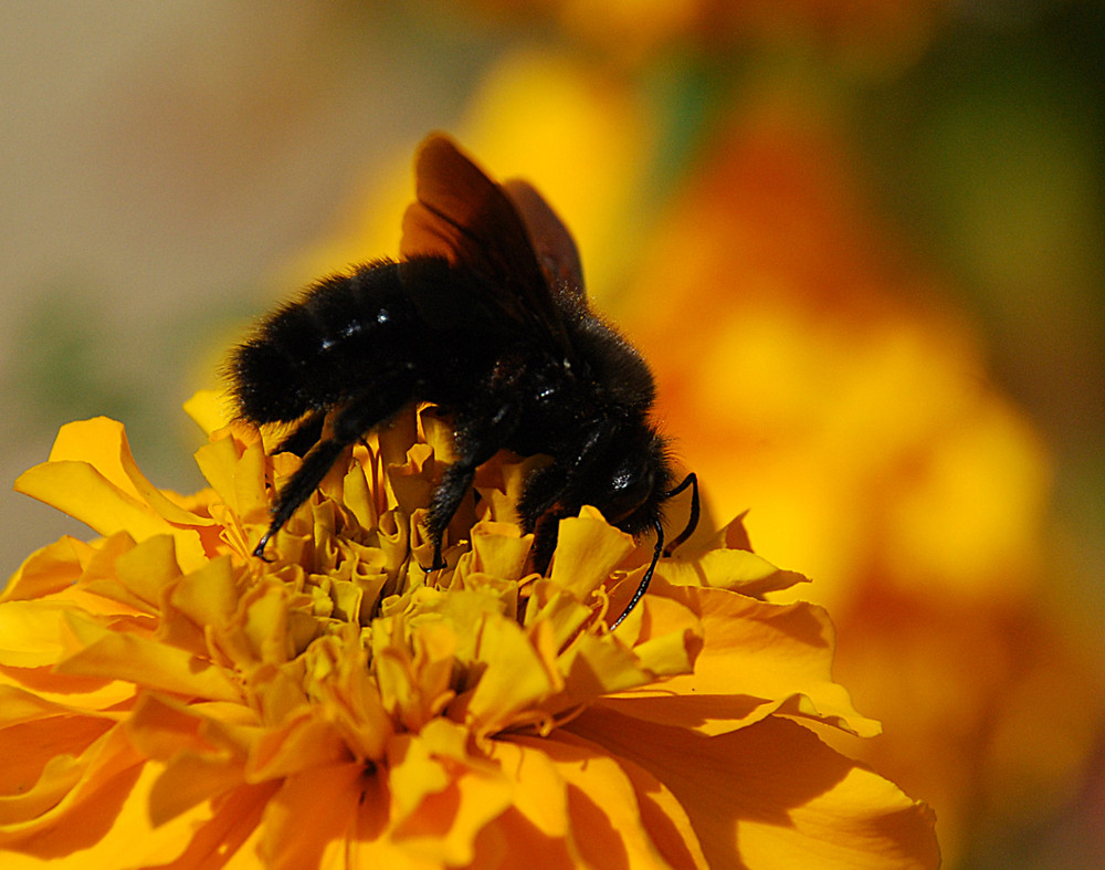 Ein schwarzer Hummel # Un abejorro negro