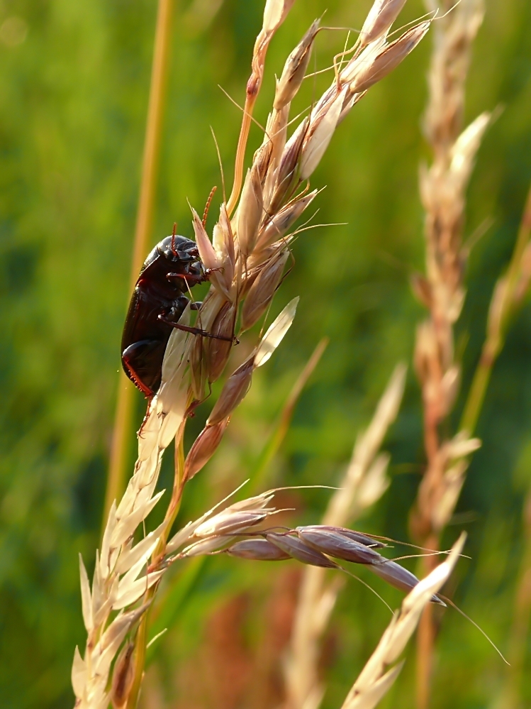 Ein Schwarzer im Abendlicht