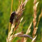 Ein Schwarzer im Abendlicht