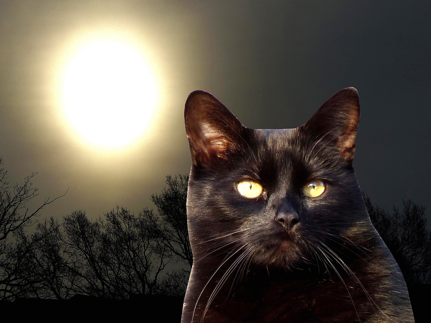 Ein Schwarzer Kater Schleicht Herzu Die Krallen Scharf Die