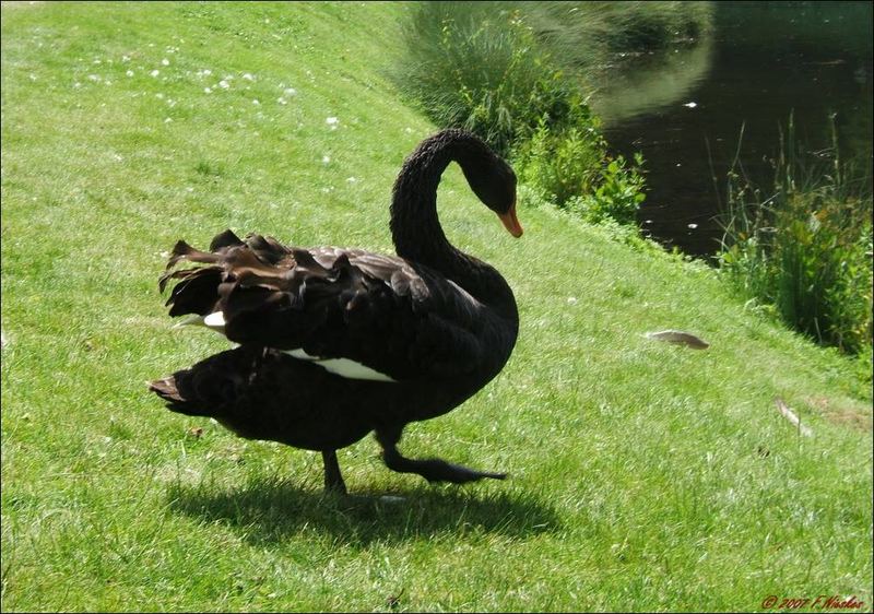 ein schwarzer Schwan