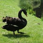 ein schwarzer Schwan