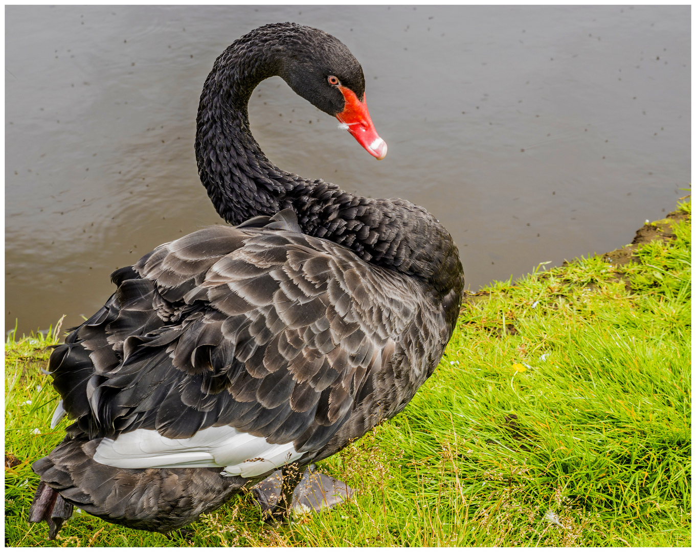 Ein schwarzer Schwan