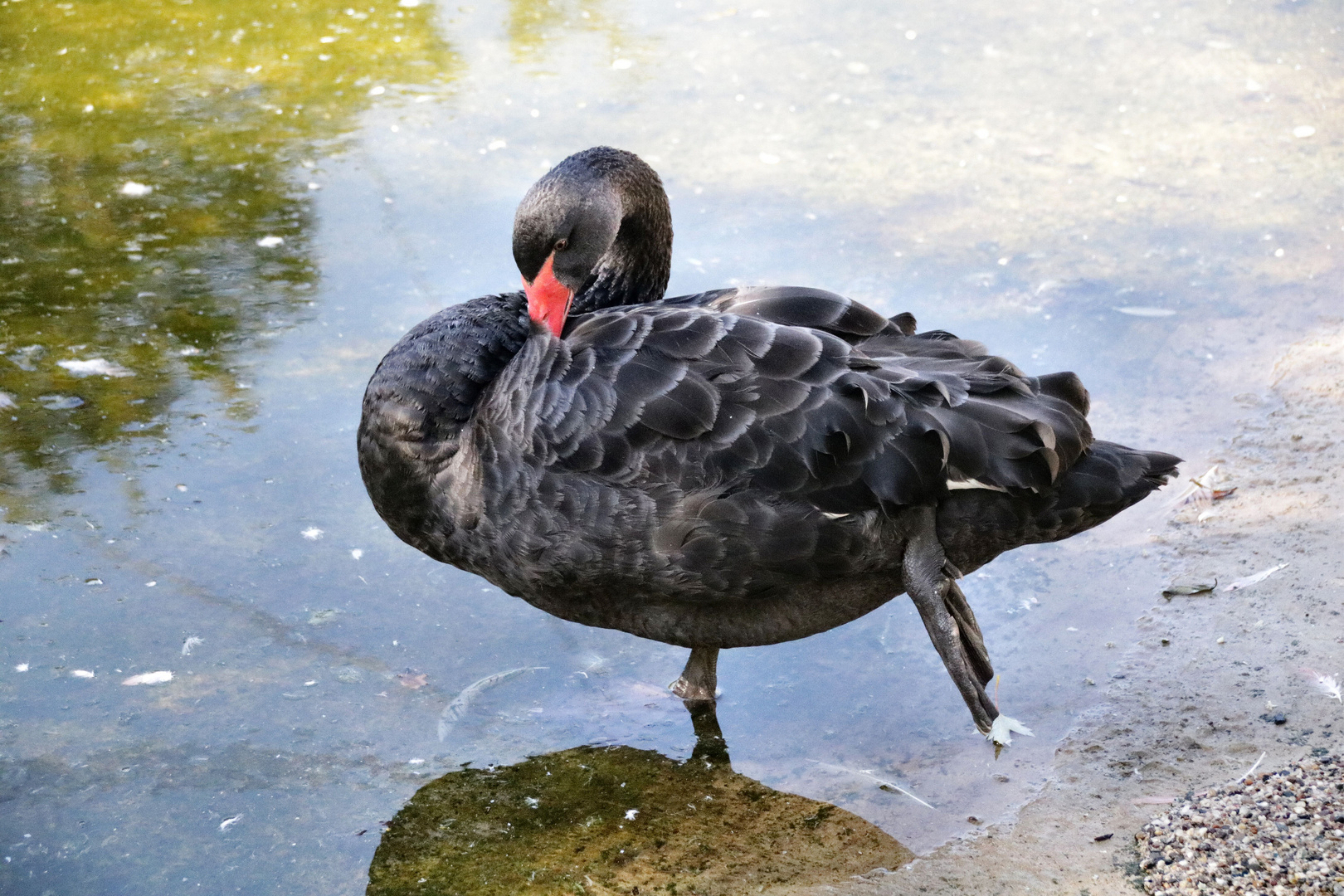 Ein schwarzer Schwan.