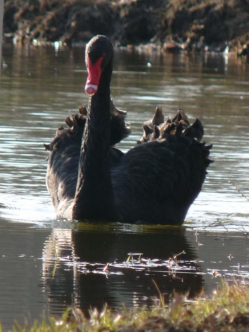 ein schwarzer Schwan ...