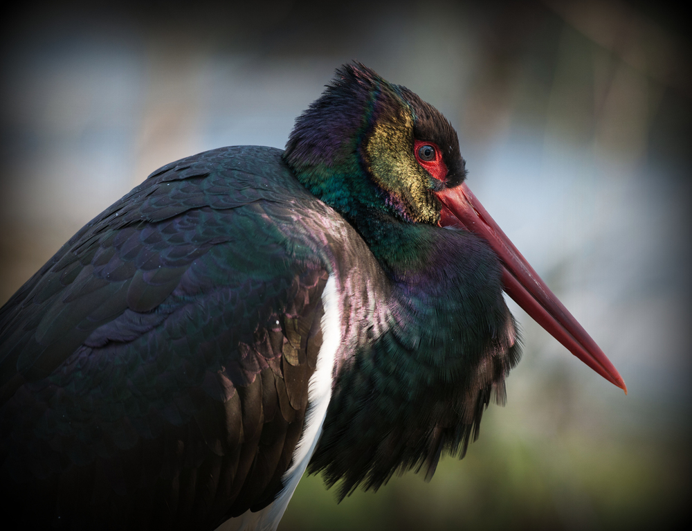 Ein schwarzer Storch