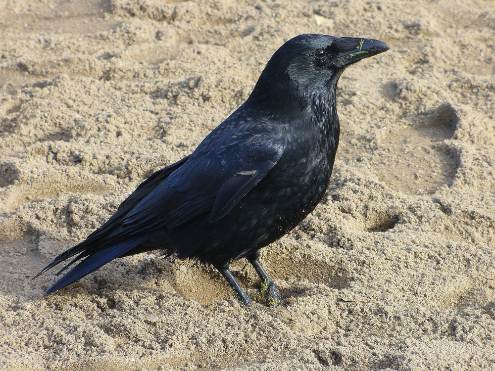 Ein schwarzer Vogel im Rheinpark