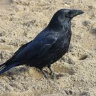 Ein schwarzer Vogel im Rheinpark