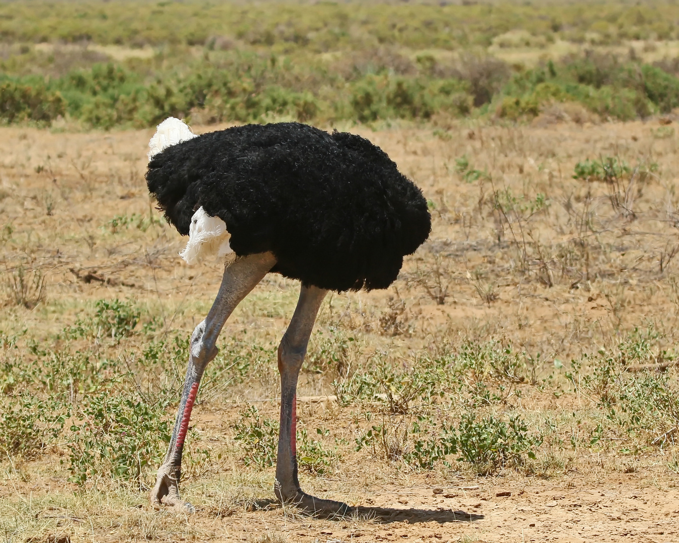 ein schwarzes Ei :-))