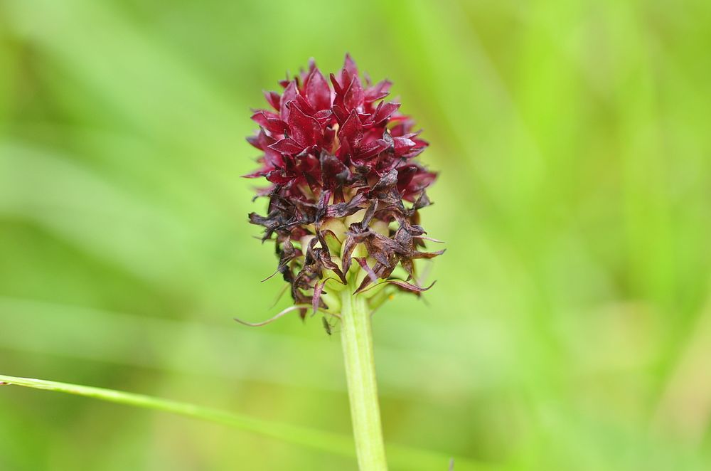 Ein Schwarzes Kohlröschen (Nigritella nigra)