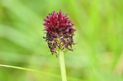 Ein Schwarzes Kohlröschen (Nigritella nigra)