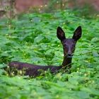 ein schwarzes Reh im Wald