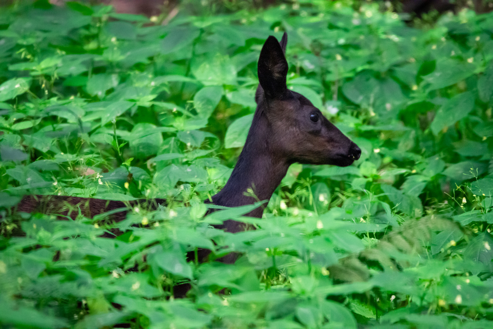 ein schwarzes Reh im Wald