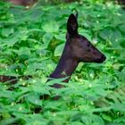 ein schwarzes Reh im Wald