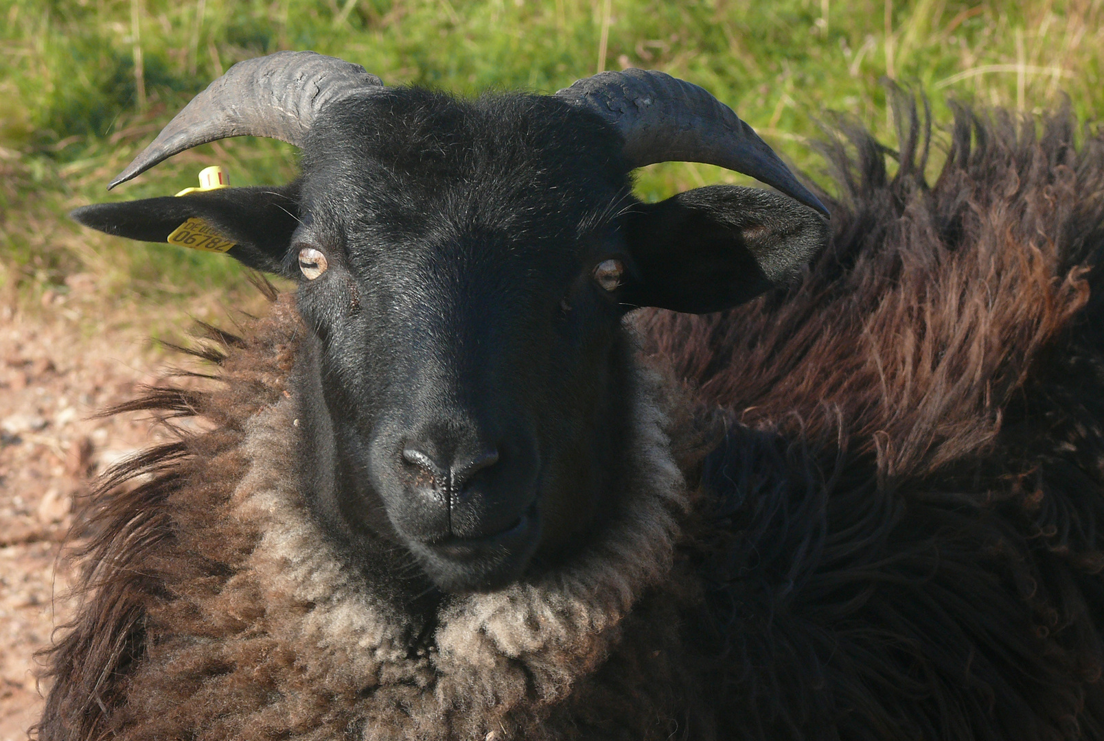 ein schwarzes Schaf