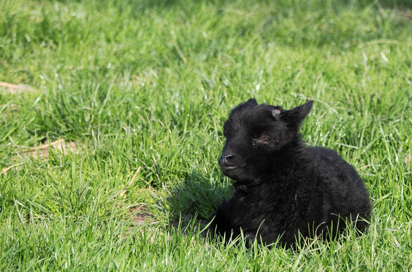 Ein schwarzes Schaf…