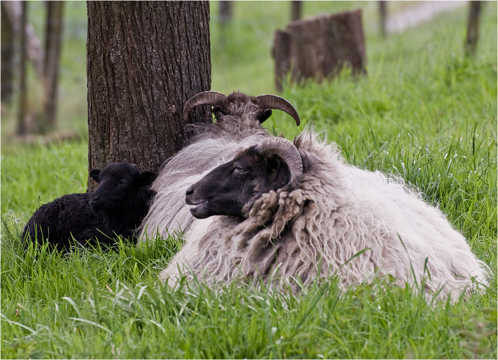 Ein schwarzes Schaf