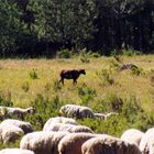 ein schwarzes Schaf gibt es in jeder Familie