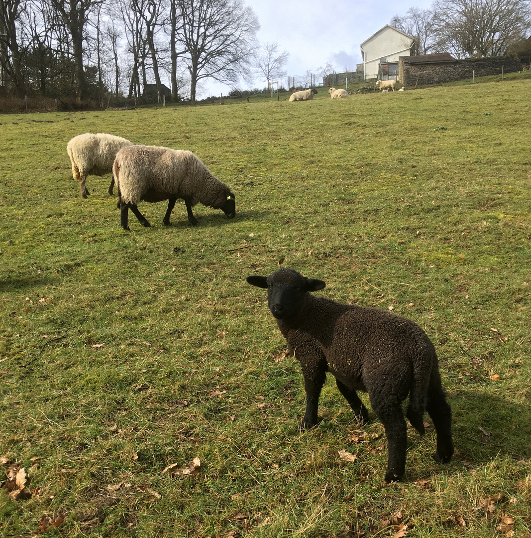 ein schwarzes Schaf gibts überall