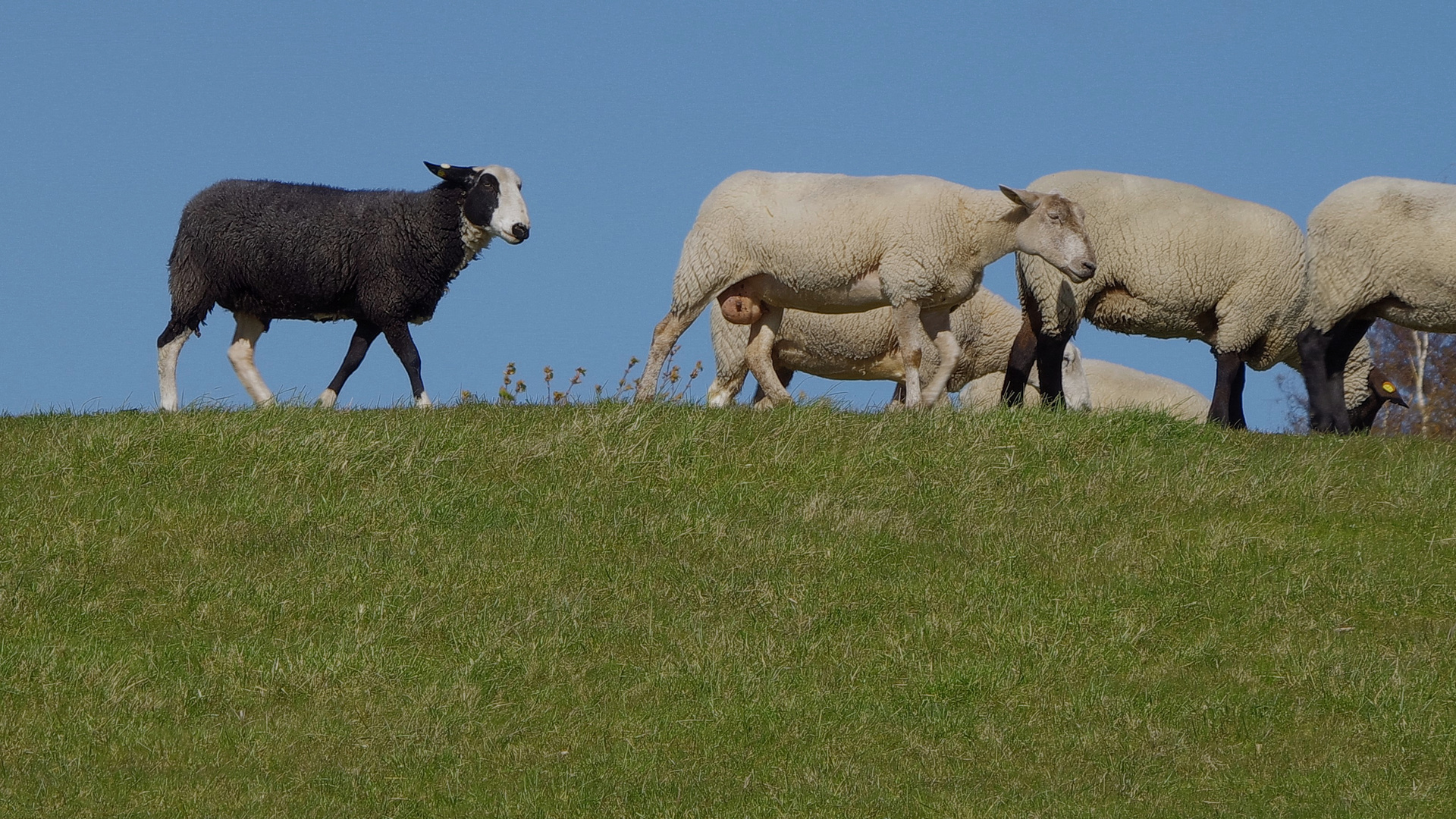 ein schwarzes Schaf ist ja immer dabei