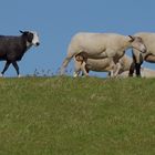 ein schwarzes Schaf ist ja immer dabei