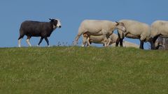 ein schwarzes Schaf ist ja immer dabei