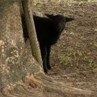 Ein schwarzes Schaf kommt selten alleine