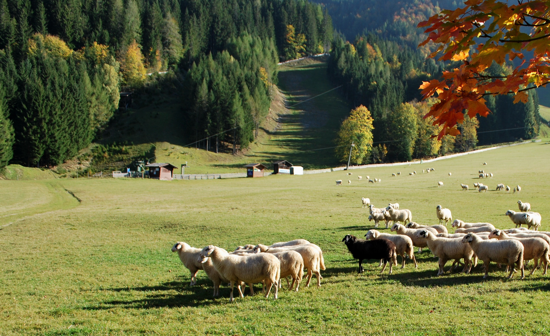 ein schwarzes Schaf und weiße Brüder