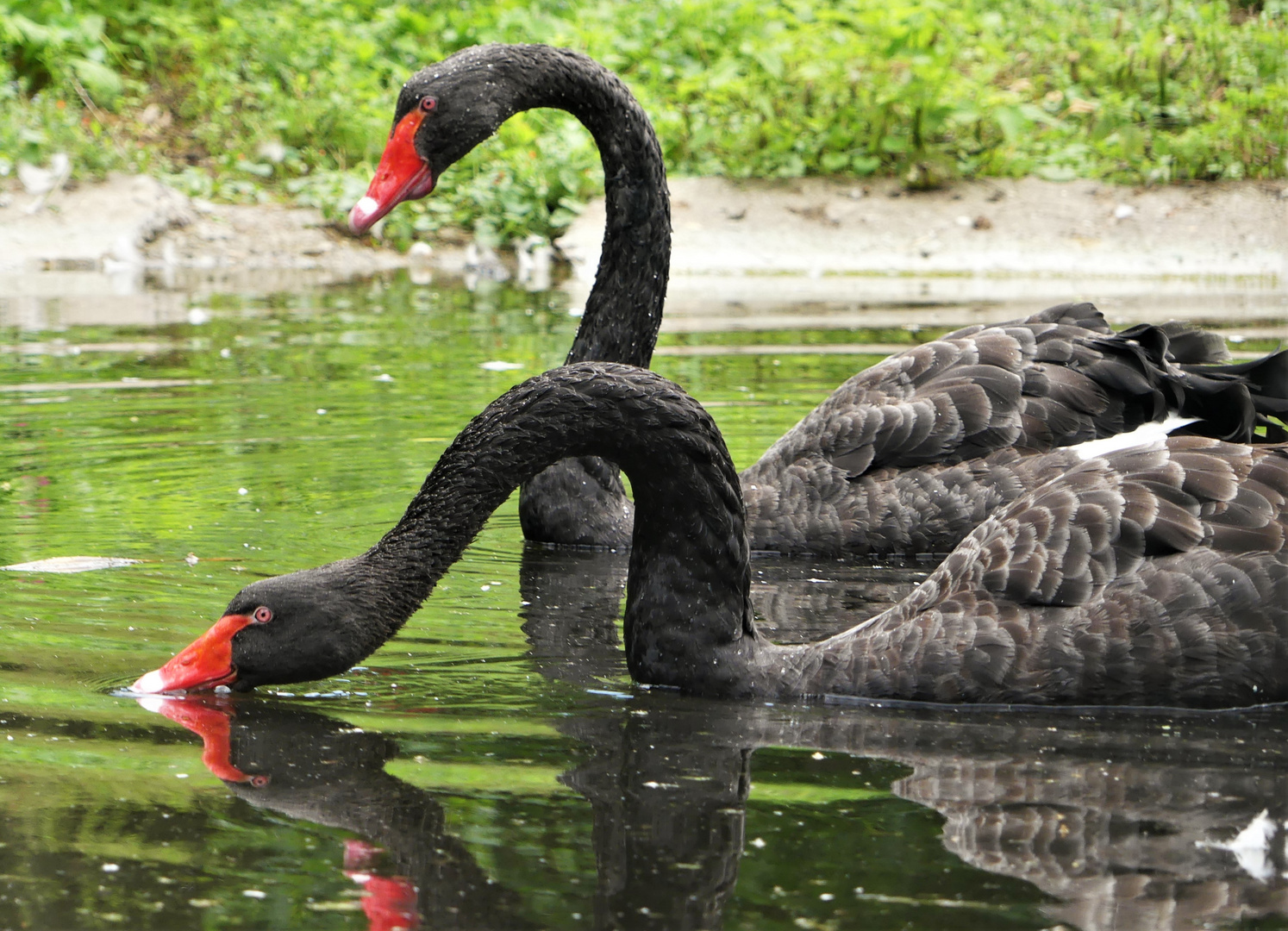 Ein schwarzes Schwanenpaar