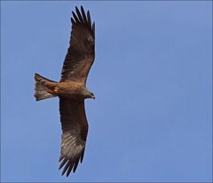 Ein Schwarzmilan im Rheingau