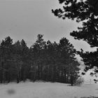 Ein schwarzweißer  Blick auf den Winter