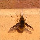 Ein Schweber - für Heike! Der Große Wollschweber (Bombylius major)