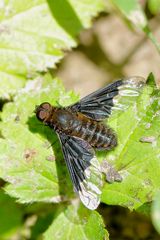 Ein Schweber (Hemipenthes morio)