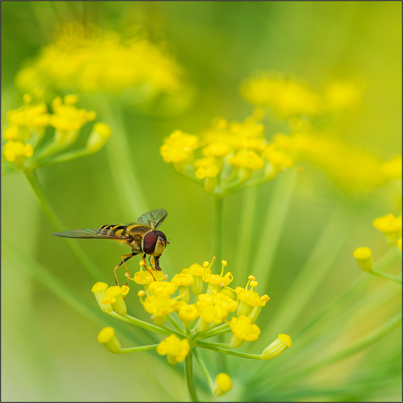 ein schwebfliegenmakro