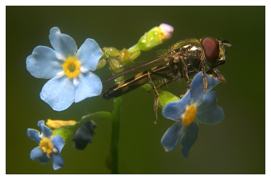 Ein Schwebfliegenzwerg wartet auf die Sonne