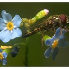 Ein Schwebfliegenzwerg wartet auf die Sonne