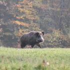 ...ein Schwein auf Augenhöhe...