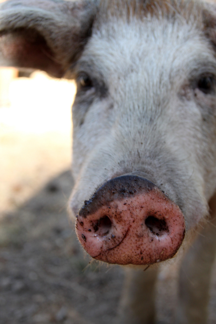 Ein Schwein auf Korsika ;)