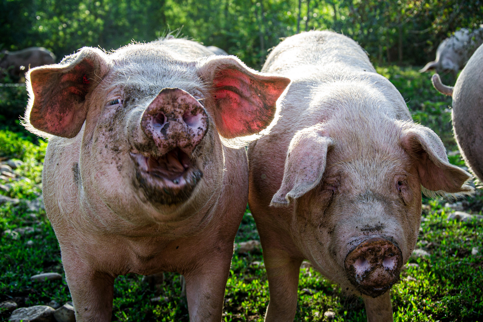 "Ein Schwein findet überall Dreck" - Aus Russland