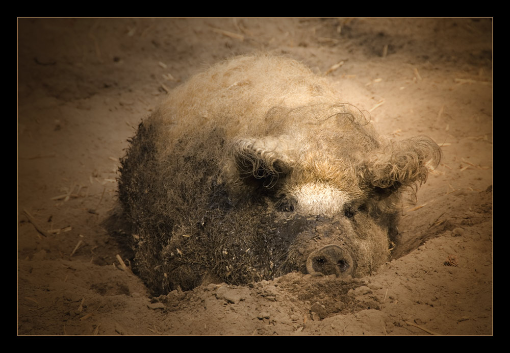 Ein Schwein mit goldenem Halsband bleibt ein Schwein…..