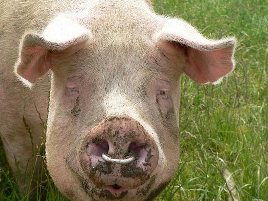 Ein Schwein namens Babe?