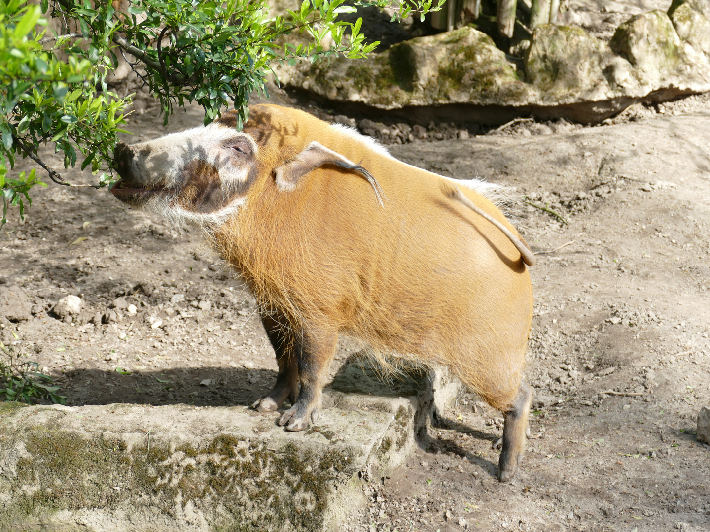 "Ein Schwein will nach oben", Pinselohrschwein im Krefelder Zoo 