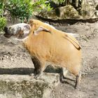 "Ein Schwein will nach oben", Pinselohrschwein im Krefelder Zoo 