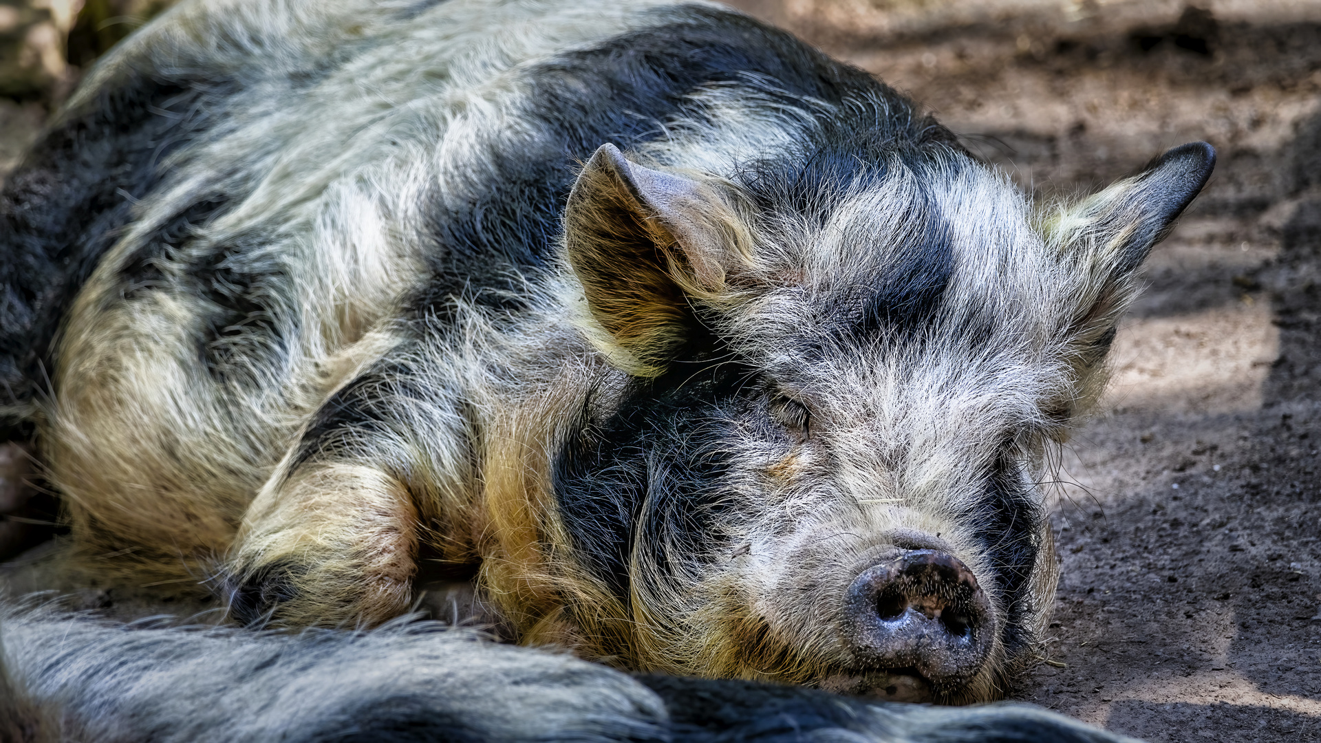 Ein Schwein zum Knutschen