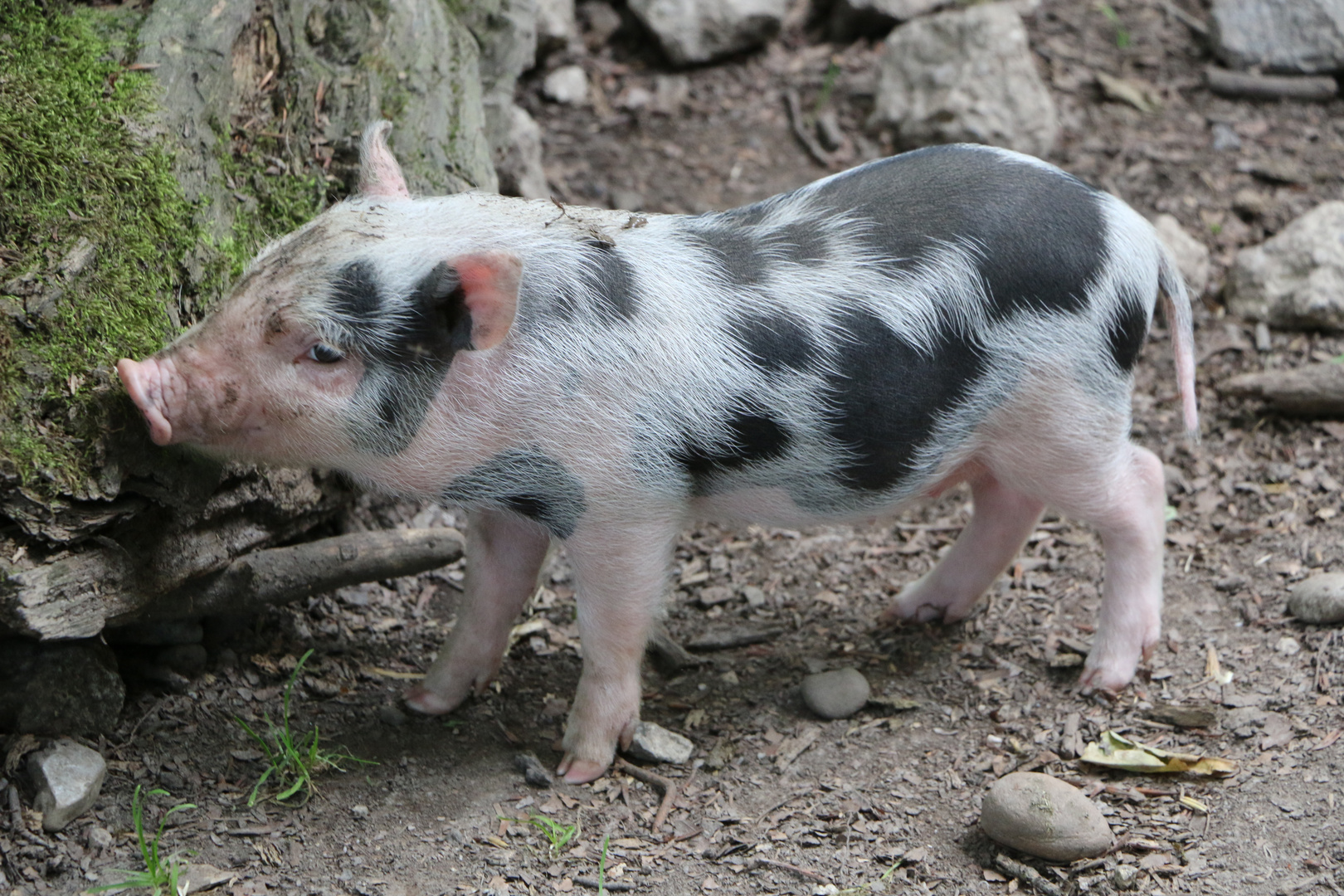 "Ein Schweinchen Namens Babe"