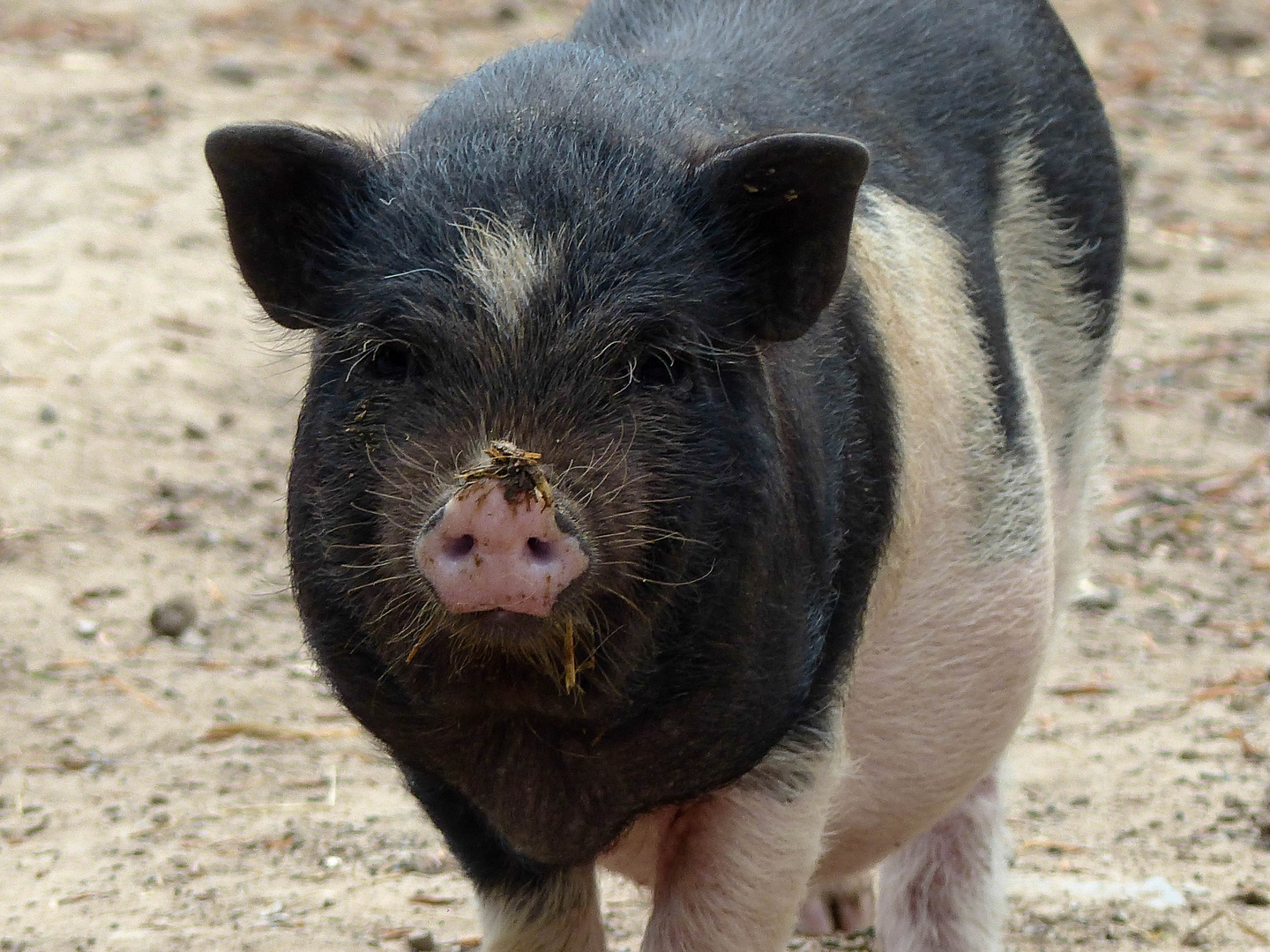 Ein Schweinchen namens Babe