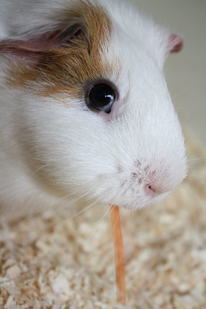 Ein Schweinchen namens ... Öhrchen