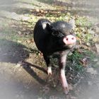 Ein Schweinchen namens Oscar
