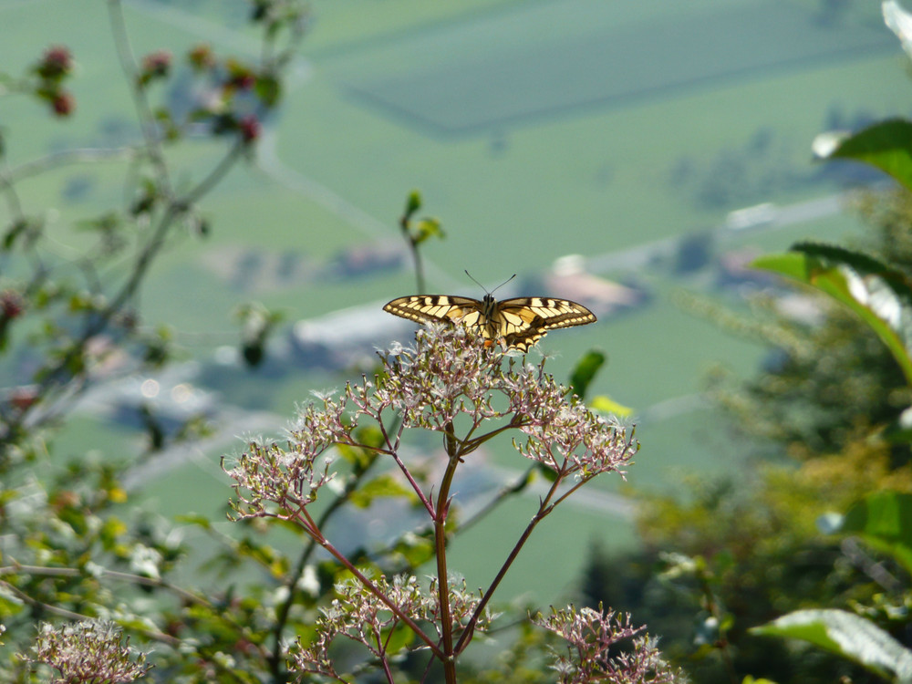 ein schweizer Schwalbenschwanz (Papilio machaon)