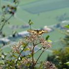 ein schweizer Schwalbenschwanz (Papilio machaon)